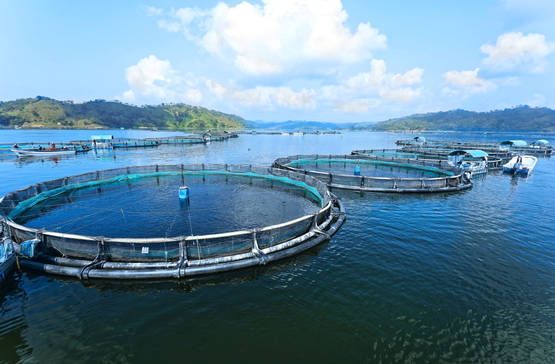 The evolution of aquaculture: what does the future hold?